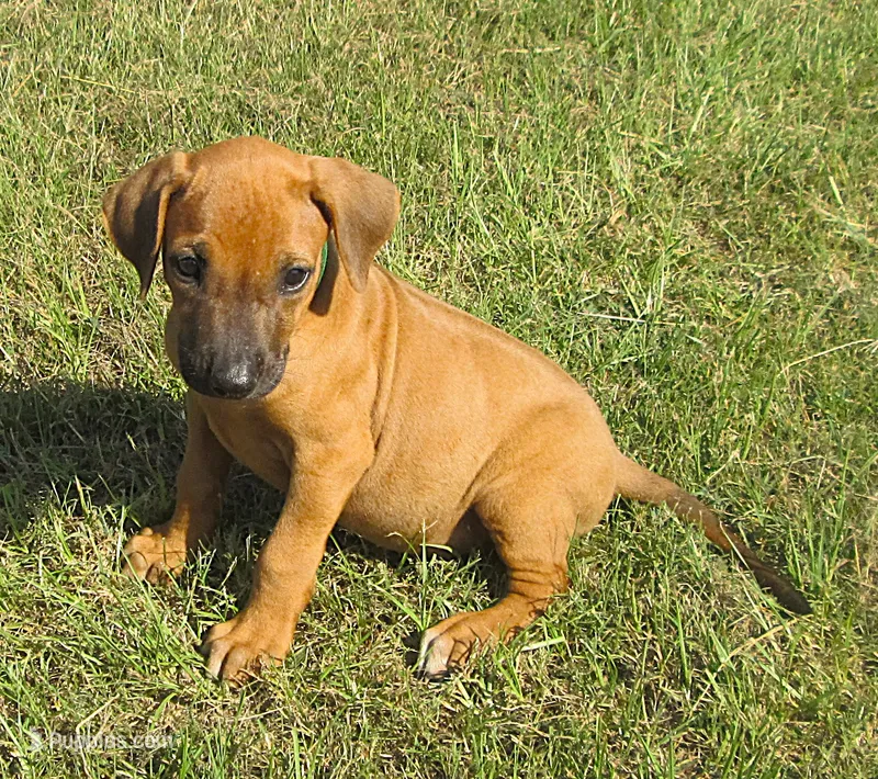 Light green female – Rhodesian Ridgeback puppy for sale in Palestine, TX