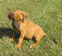 Light green female, a female Rhodesian Ridgeback for sale in Palestine, TX – 2 of 3