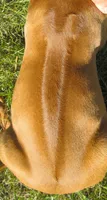 Black female, a female Rhodesian Ridgeback for sale in Palestine, TX – 3 of 3