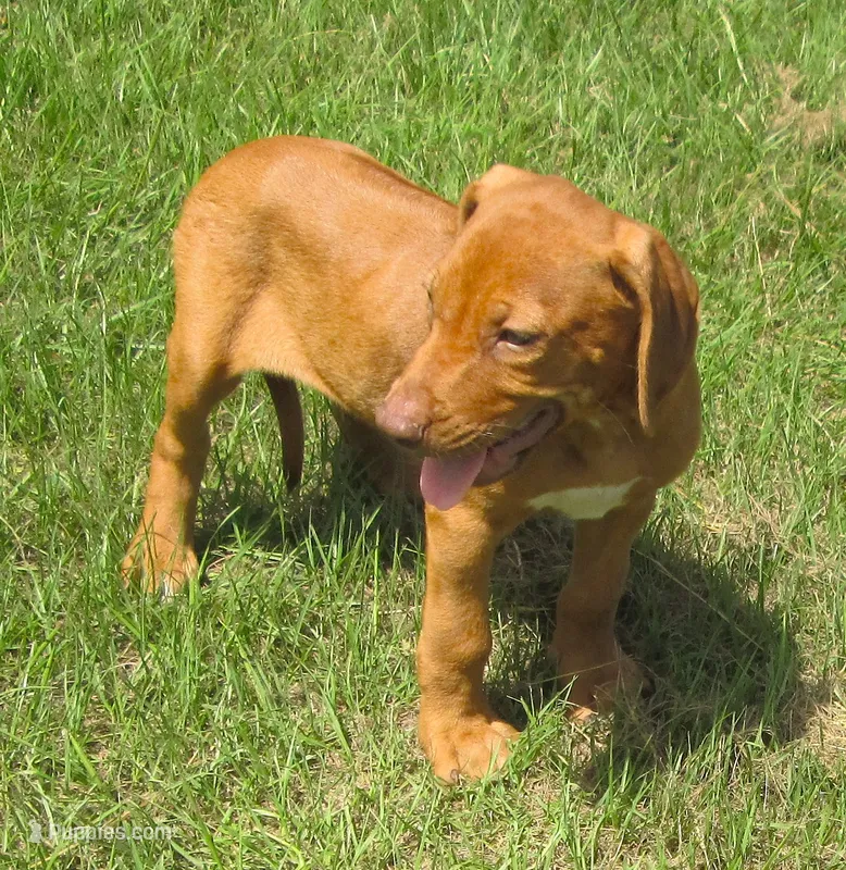 Shasta's #2 male, a male Rhodesian Ridgeback for sale in Palestine, TX – 1 of 4