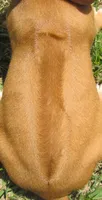 Glorys girl, a female Rhodesian Ridgeback for sale in Palestine, TX – 3 of 3