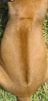 Glorys boy, a male Rhodesian Ridgeback for sale in Palestine, TX – 3 of 3