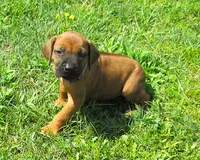 Pink female, a female Rhodesian Ridgeback for sale in Palestine, TX – 2 of 4