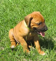 Lt green female, a female Rhodesian Ridgeback for sale in Palestine, TX – 3 of 4