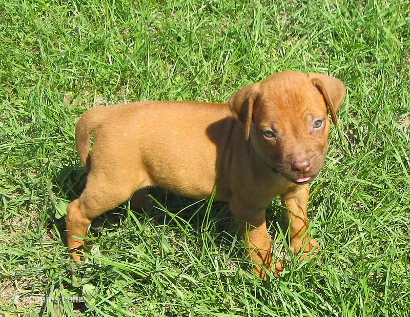 Brown female – Rhodesian Ridgeback puppy for sale in Palestine, TX