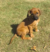 Hershey's #4, a female Rhodesian Ridgeback for sale in Palestine, TX – 3 of 4