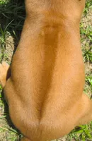 Lt blue male, a male Rhodesian Ridgeback for sale in Palestine, TX – 3 of 3