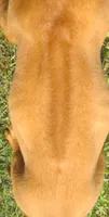 Green female, a female Rhodesian Ridgeback for sale in Palestine, TX – 4 of 4