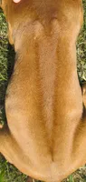 PInk female, a female Rhodesian Ridgeback for sale in Palestine, TX – 4 of 4