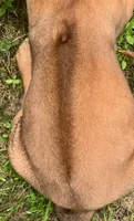 Red male, a male Rhodesian Ridgeback for sale in Palestine, TX – 4 of 4
