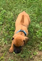 Blue male, a male Rhodesian Ridgeback for sale in Palestine, TX – 2 of 3