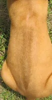 Red male, a male Rhodesian Ridgeback for sale in Palestine, TX – 3 of 3