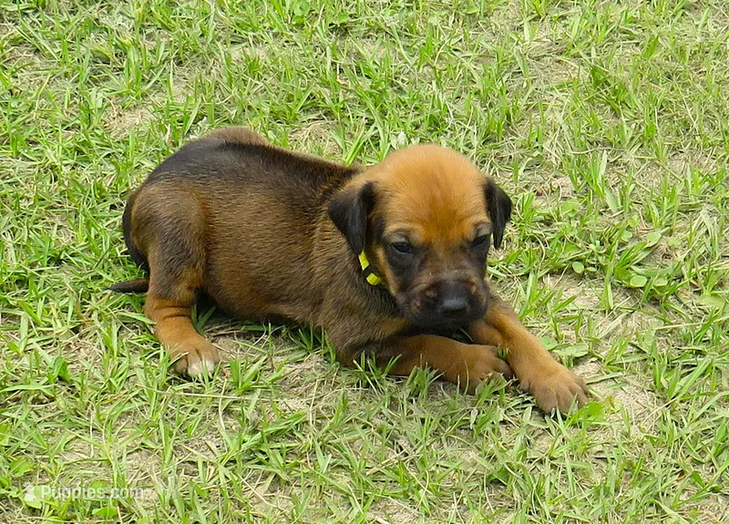 Yellow female – Rhodesian Ridgeback puppy for sale in Palestine, TX