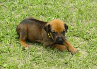 Yellow female, a female Rhodesian Ridgeback for sale in Palestine, TX – 1 of 3