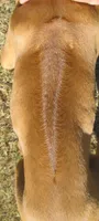 Hershey's #4, a female Rhodesian Ridgeback for sale in Palestine, TX – 4 of 4
