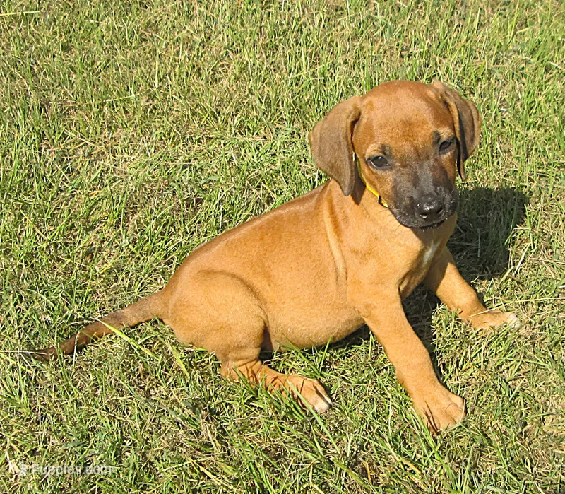 Yellow female – Rhodesian Ridgeback puppy for sale in Palestine, TX