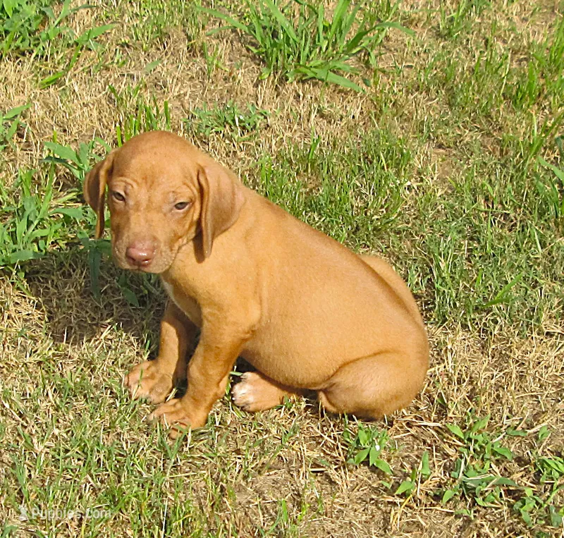 Lt blue female – Rhodesian Ridgeback puppy for sale in Palestine, TX