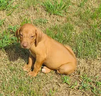 Lt blue female, a female Rhodesian Ridgeback for sale in Palestine, TX – 1 of 4