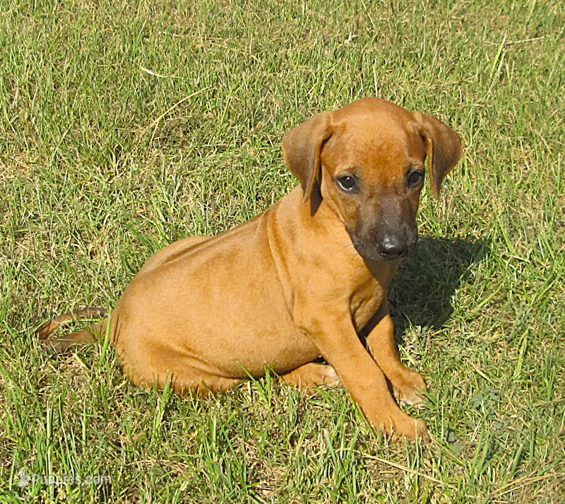 Light green female – Rhodesian Ridgeback puppy for sale in Palestine, TX