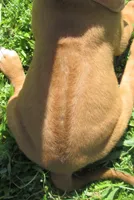 Brown female, a female Rhodesian Ridgeback for sale in Palestine, TX – 4 of 4