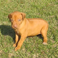 Pink female, a female Rhodesian Ridgeback for sale in Palestine, TX – Photo 4 of 5