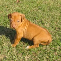 Pink female, a female Rhodesian Ridgeback for sale in Palestine, TX – Photo 1 of 5