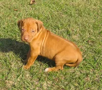 Pink female, a female Rhodesian Ridgeback for sale in Palestine, TX – Photo 1 of 5