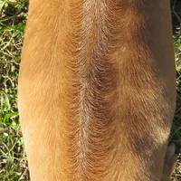 Pink female, a female Rhodesian Ridgeback for sale in Palestine, TX – Photo 5 of 5