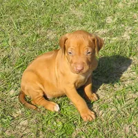 Pink female, a female Rhodesian Ridgeback for sale in Palestine, TX – Photo 3 of 5