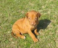 Pink female, a female Rhodesian Ridgeback for sale in Palestine, TX – Photo 3 of 5