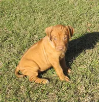 Pink female, a female Rhodesian Ridgeback for sale in Palestine, TX – Photo 2 of 5