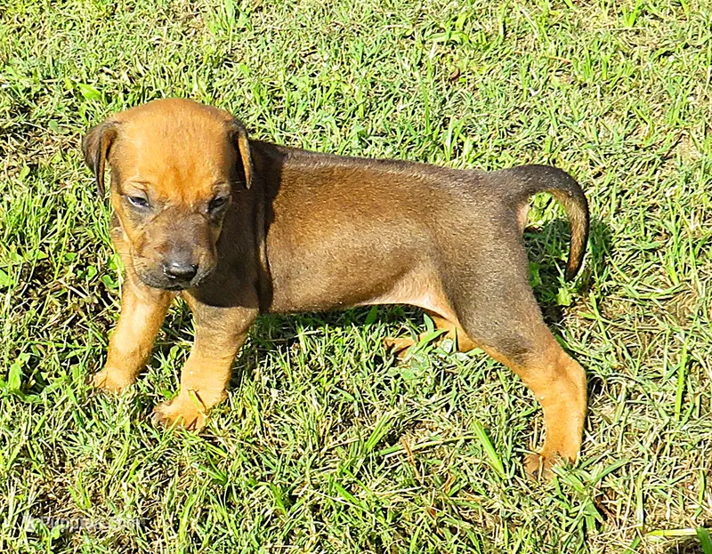 Pink female – Rhodesian Ridgeback puppy for sale in Palestine, TX