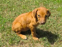 Shasta's #1 male, a male Rhodesian Ridgeback for sale in Palestine, TX – 3 of 4