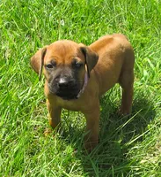 Pink female, a female Rhodesian Ridgeback for sale in Palestine, TX – 1 of 4