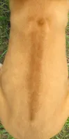 blue male, a male Rhodesian Ridgeback for sale in Palestine, TX – 3 of 3