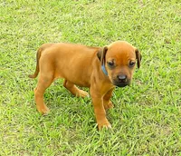 Blue female, a female Rhodesian Ridgeback for sale in Palestine, TX – Photo 2 of 4