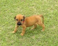 Red female, a female Rhodesian Ridgeback for sale in Palestine, TX – Photo 3 of 4