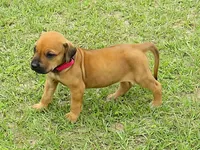 Red female, a female Rhodesian Ridgeback for sale in Palestine, TX – Photo 1 of 4