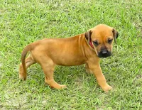 Red female, a female Rhodesian Ridgeback for sale in Palestine, TX – Photo 2 of 4