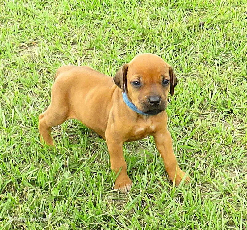 Blue female – Rhodesian Ridgeback puppy for sale in Palestine, TX