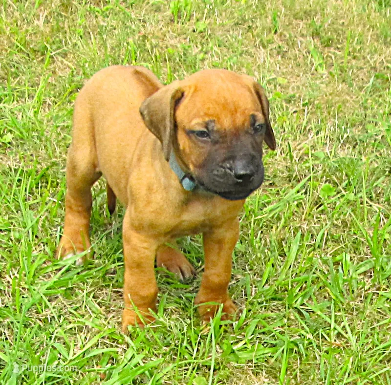 Blue male – Rhodesian Ridgeback puppy for sale in Palestine, TX