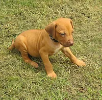 Black female, a female Rhodesian Ridgeback for sale in Palestine, TX – 2 of 3