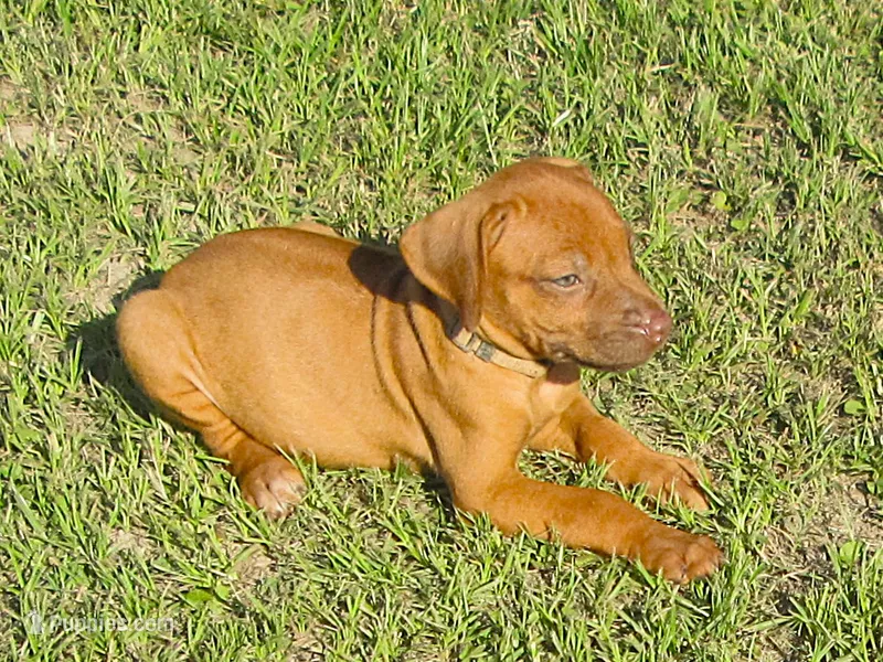 Brown female – Rhodesian Ridgeback puppy for sale in Palestine, TX
