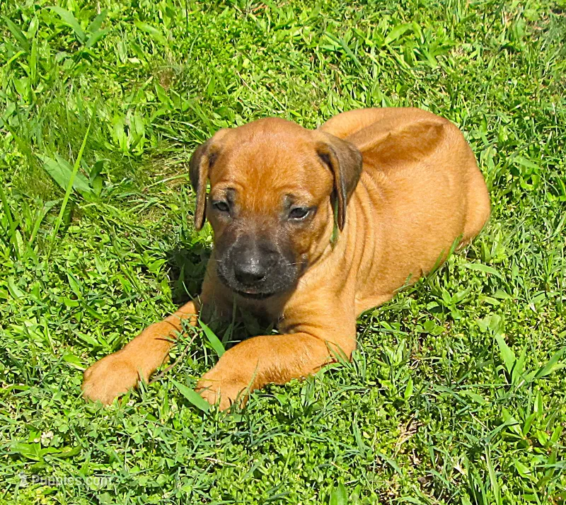 Lt green female – Rhodesian Ridgeback puppy for sale in Palestine, TX