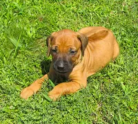 Lt green female, a female Rhodesian Ridgeback for sale in Palestine, TX – 2 of 4