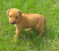 Pink female, a female Rhodesian Ridgeback for sale in Palestine, TX – 2 of 3
