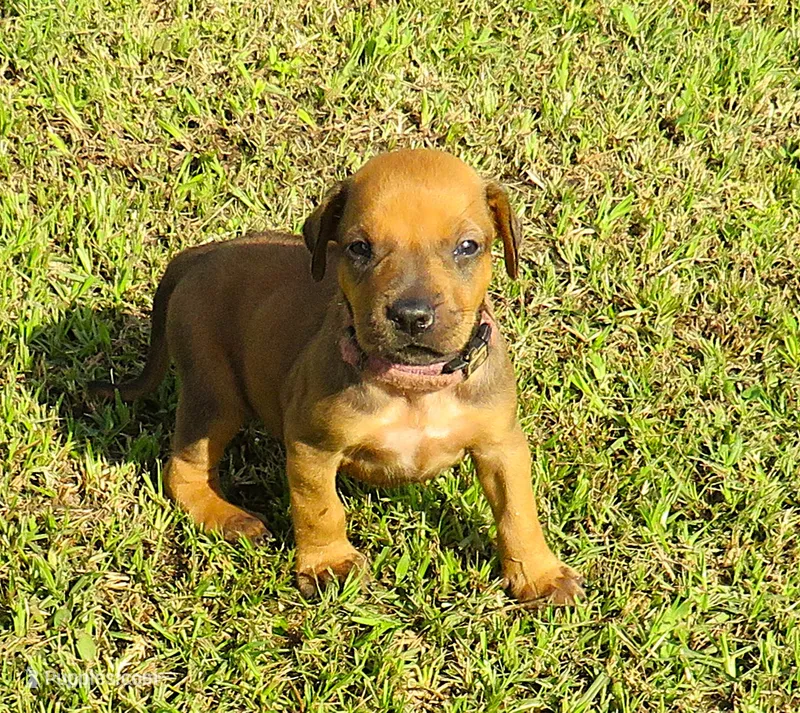 Purple  female – Rhodesian Ridgeback puppy for sale in Palestine, TX