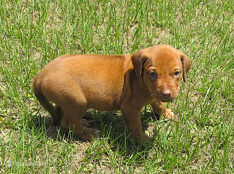 Lt blue male – Rhodesian Ridgeback puppy for sale in Palestine, TX