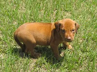 Lt blue male, a male Rhodesian Ridgeback for sale in Palestine, TX – 2 of 3