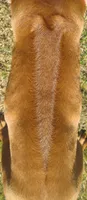 Hershey's #1, a female Rhodesian Ridgeback for sale in Palestine, TX – 4 of 4